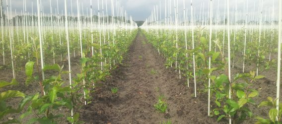 Boomteeltsector ontwikkelt modulaire dwarsstroomspuit