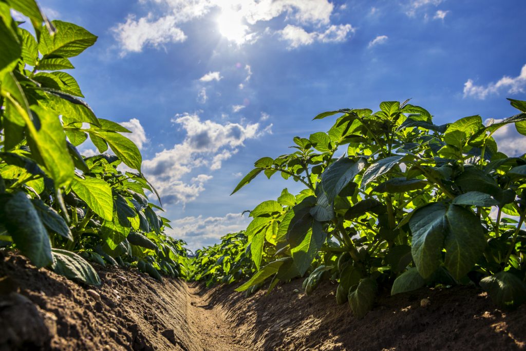 Aardappelteelt op ruggen, Flevoland, foto Cosun