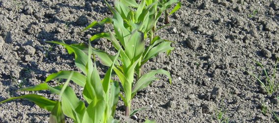 Tijdige onkruidbestrijding in mais bespaart middel en verhoogt opbrengst