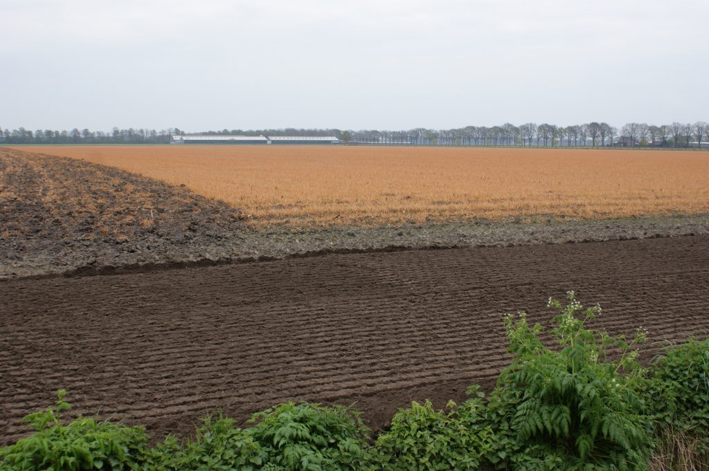 Met glyfosaat doodgespoten groenbemester