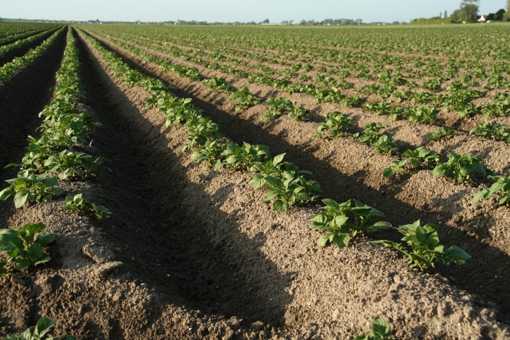 Aardappelteelt ruggen