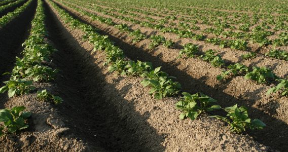 Bodemuitvloeier brengt vocht dichter bij knol