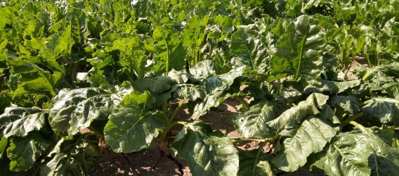 Herbicide besparen met LDS en schoffelen tussen bietenrijen