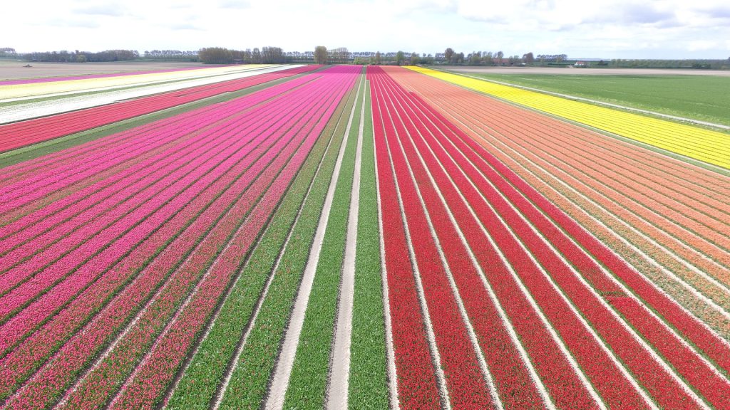 Luchtfoto van veekleurige bollenvelden