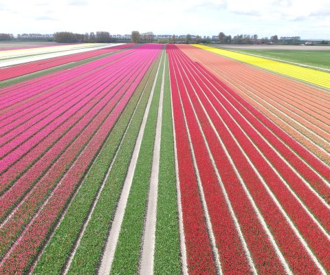 Luchtfoto van veekleurige bollenvelden