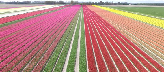 Algoritmes tegen onkruid in bollenteelt