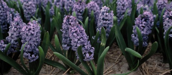 Kan ruggenteelt ziekten in hyacinten beperken?