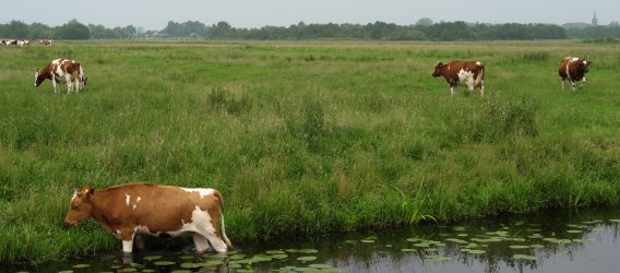 Het effect van bufferzones om afspoeling tegen te gaan