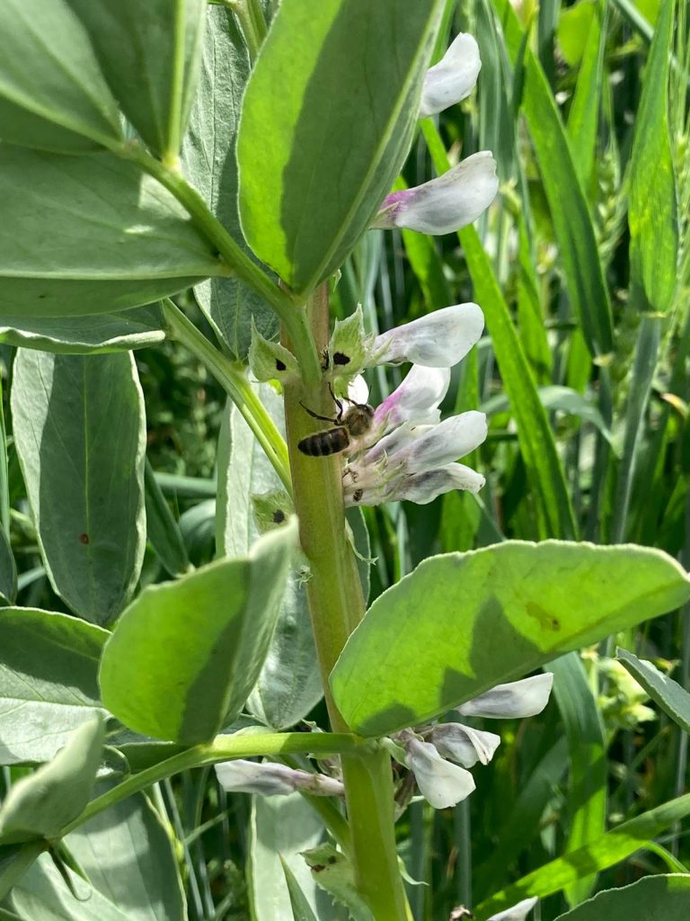 Honingbij op veldboon in mengteelt met tarwe