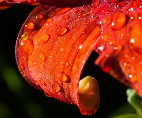 Hemerocallis (foto Pixabay)