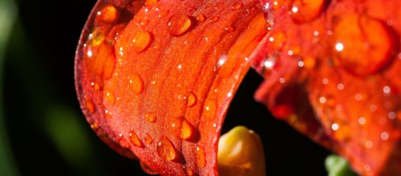 14 oktober spuitlicentiebijeenkomst bij Heemskerk Vaste Planten
